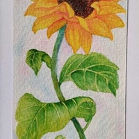 کارت پستال طرح گل آفتابگردان2