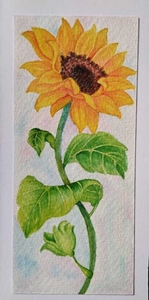 کارت پستال طرح گل آفتابگردان2